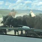 Nothin' like experiencing a cattle drive  :/