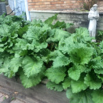 The rhubarb is ready - already???  Guess it loves that spot!